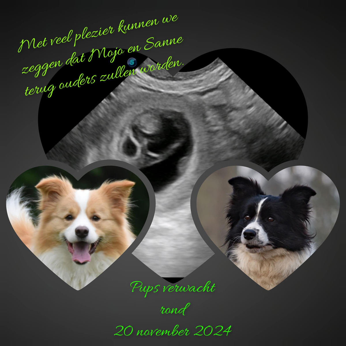 Groepsfoto puppy's