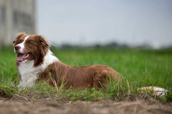 Border Collie teef Pepper